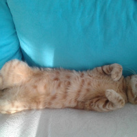 Tekir Kedi, Kedi  Citos fotoğrafı