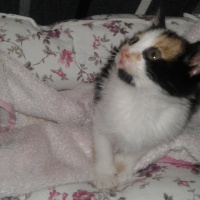 Tekir Kedi, Kedi  Citos fotoğrafı
