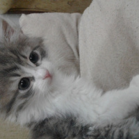 Tekir Kedi, Kedi  Citos fotoğrafı