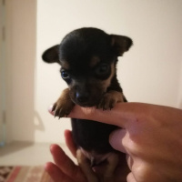 Minyatür Pinscher, Köpek  Lina fotoğrafı