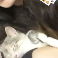 Scottish Fold, Kedi  Favori fotoğrafı