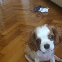 Cavalier King Charles Spanieli, Köpek  wiggle fotoğrafı