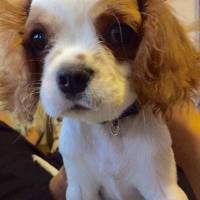 Cavalier King Charles Spanieli, Köpek  wiggle fotoğrafı