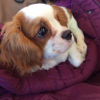 Cavalier King Charles Spanieli, Köpek  wiggle fotoğrafı