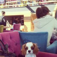 Cavalier King Charles Spanieli, Köpek  wiggle fotoğrafı