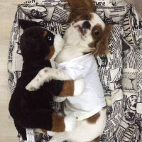 Cavalier King Charles Spanieli, Köpek  wiggle fotoğrafı