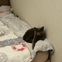 British Shorthair, Kedi  Duman fotoğrafı