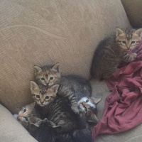 Tekir Kedi, Kedi  Üsküdar 4 yavru kedi fotoğrafı
