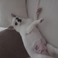 Chihuahua, Köpek  Linda fotoğrafı