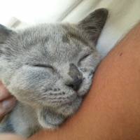 Scottish Fold, Kedi  Ponçik fotoğrafı