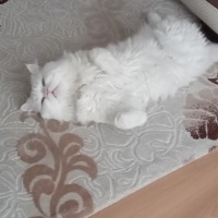 İran Kedisi (Persian), Kedi  Simba fotoğrafı