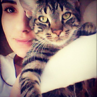 Tekir Kedi, Kedi  Osman fotoğrafı