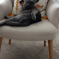 British Shorthair, Kedi  FISTIK fotoğrafı