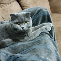 British Shorthair, Kedi  FISTIK fotoğrafı