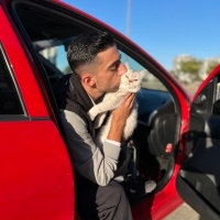 Scottish Fold, Kedi  Melo fotoğrafı