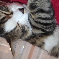 Tekir Kedi, Kedi  Makbuş Tiftik fotoğrafı