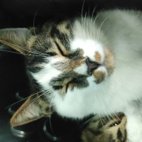 Tekir Kedi, Kedi  Makbuş Tiftik fotoğrafı