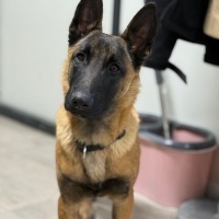 Belçika Malinois, Köpek  BÖRÜ fotoğrafı