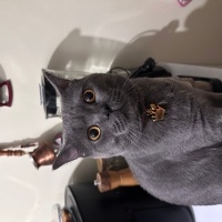 British Shorthair, Kedi  Duman fotoğrafı