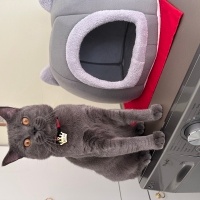 British Shorthair, Kedi  Duman fotoğrafı