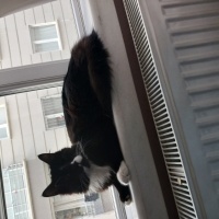 k1457550 kullanıcısının #245265 peti