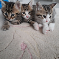 Tekir Kedi, Kedi  Choi fotoğrafı