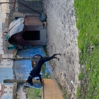 Doberman Pinscher, Köpek  Hera ve zeus fotoğrafı