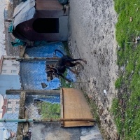 Doberman Pinscher, Köpek  Hera ve zeus fotoğrafı