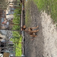 Doberman Pinscher, Köpek  Hera ve zeus fotoğrafı