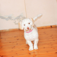 Maltese, Köpek  Sugar fotoğrafı