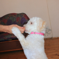 Maltese, Köpek  Sugar fotoğrafı