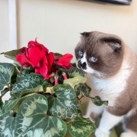Scottish Fold, Kedi  Leo fotoğrafı