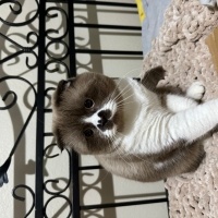 Scottish Fold, Kedi  Leo fotoğrafı