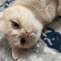 British Shorthair, Kedi  Cücü fotoğrafı