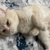 British Shorthair, Kedi  Cücü fotoğrafı