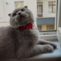 Scottish Fold, Kedi  Bulut fotoğrafı