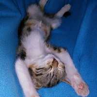 Tekir Kedi, Kedi  Venüs fotoğrafı