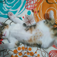 Tekir Kedi, Kedi  Venüs fotoğrafı