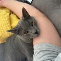 British Shorthair, Kedi  Duman fotoğrafı