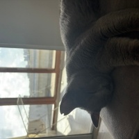 British Shorthair, Kedi  Duman fotoğrafı