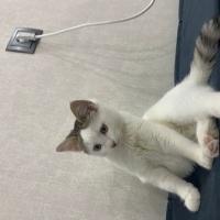 Tekir Kedi, Kedi  Çilek fotoğrafı