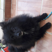 Pomeranyalı, Köpek  Ates fotoğrafı