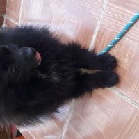 Pomeranyalı, Köpek  Ates fotoğrafı