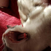 Norwegian Forest, Kedi  Pati fotoğrafı
