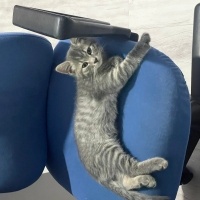 British Shorthair, Kedi  İsimsiz fotoğrafı