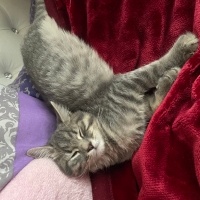 British Shorthair, Kedi  İsimsiz fotoğrafı
