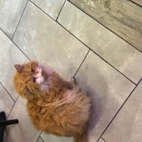 k1461510 kullanıcısının #245652 peti