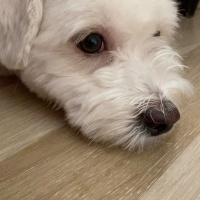 Maltese, Köpek  bobi fotoğrafı