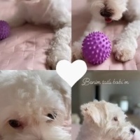 Maltese, Köpek  bobi fotoğrafı