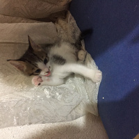 Tekir Kedi, Kedi  Satürn fotoğrafı